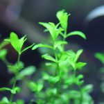 立ち上げ水槽　植栽から10日目
